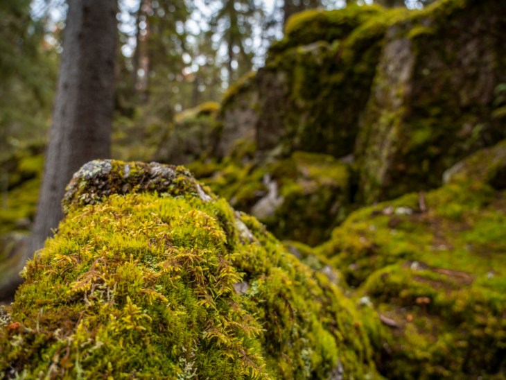 Sammaleisia kiviä metsässä, taustalla puita.